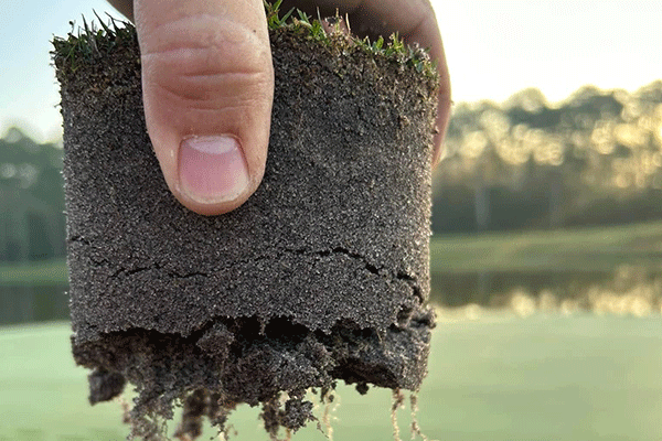 A man holds a plot of dirt with roots visible.